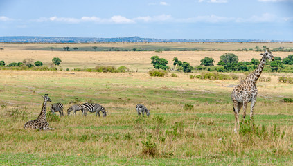 Safari in Africa © Kurt Nielsen