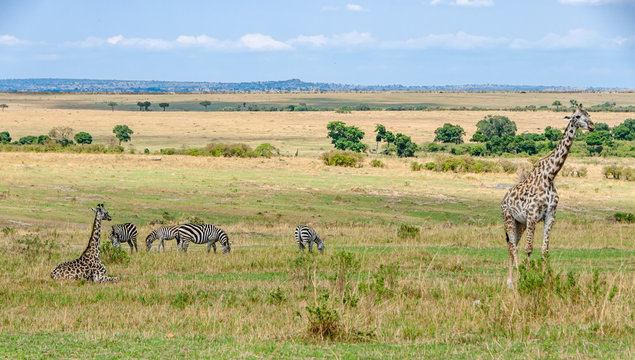 Safari in Africa