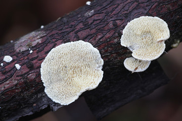 Irpex lacteus, a white rot crust fungus from Finland