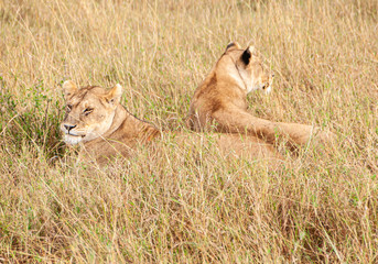 Safari in Tanzania, Africa