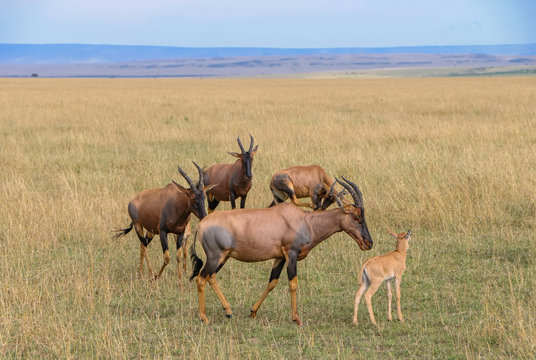 Topi Animal Images Browse 3 664 Stock Photos Vectors And Video Adobe Stock