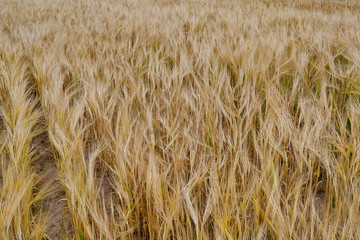 Fields of wheat at the end of summer fully ripe.