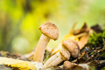 Wild honey fungus (Armillaria mellea) mushrooms in the forest. Selective focus. Shallow depth of field.