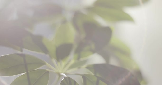 Houseplant dwarf umbrella tree macro overview