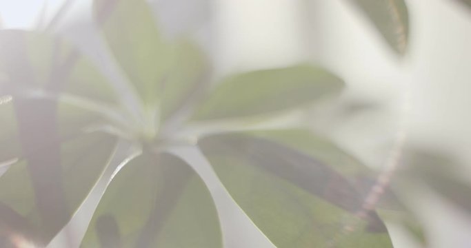 Houseplant dwarf umbrella tree macro overview