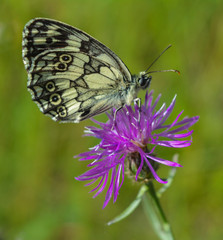 butterfly on a flower