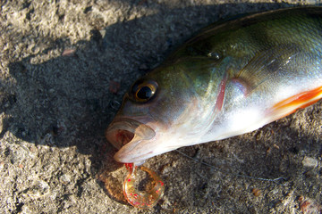 Summer fishing, perch fishing spinning reel on the lake