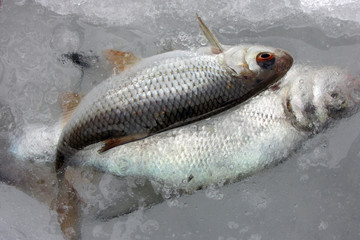 Winter roach fishing.