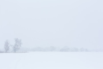 Winter landscape. Trees without foliage in a field covered with snow