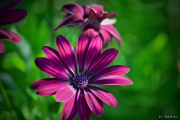 Obraz premium Blumen farbkontrast