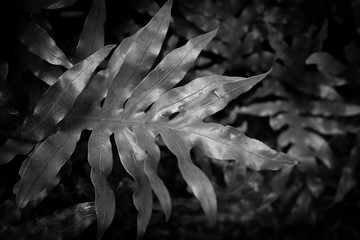 fern leaf close up in black and white