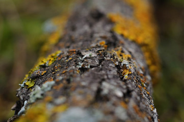 part of a tree branch in the forest