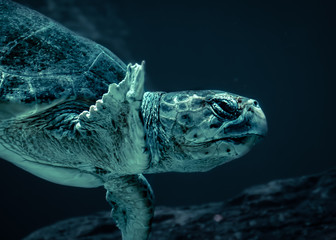 A dark moody photo of a sea turtle underwater 