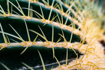 cactus close up in the detail