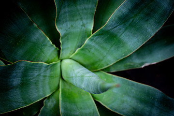 aloe plant close up in the detail