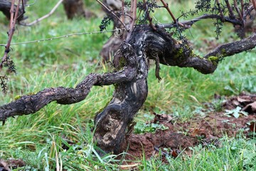 Pied de vigne en hiver.