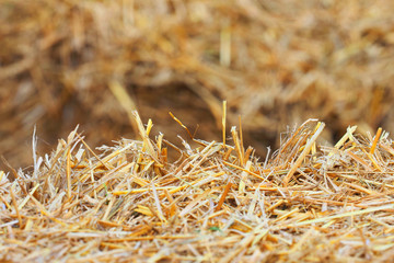 Bales of cereal straw and hay in the barn. Haystack. Feed and litter for agricultural livestock, farm animals. Dry grass texture, macro
