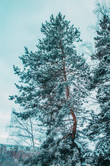 beautiful pine tree in the snow
