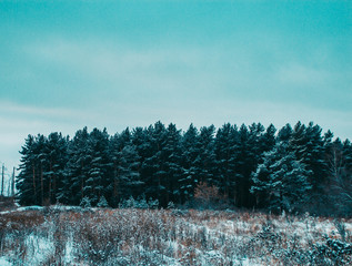 winter forest