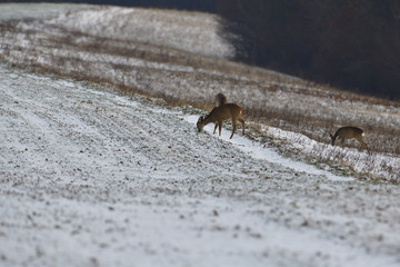 A herd of deer grazing  on a snowy agriculture field in winter 