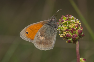 23.04.2019 DE, NRW, Bad Münstereifel Kleines Wiesenvögelchen Coenonympha pamphilus (LINNAEUS, 1758)