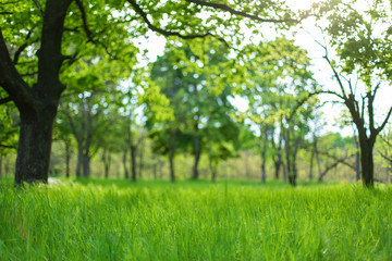 Fresh green grass among trees in spring forest