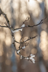 Pieces of ice on tree branches.
