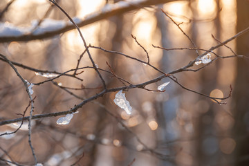 Fototapeta na wymiar Pieces of ice on tree branches.