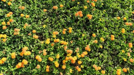 Tropical yellow flowers Lantana with green leaves, Cyprus