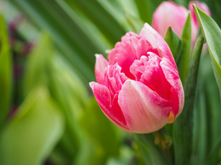 Bright colorful tulips. Spring garden. Tulip flower for postcard decoration and agriculture concept design.