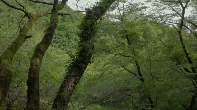 新緑の草木