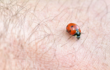 Ladybug crawls on a hand.