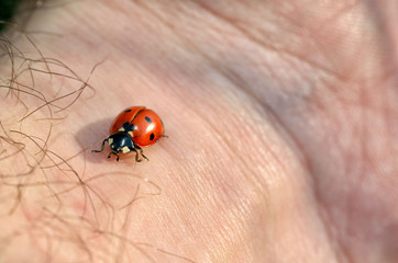 Ladybug crawls on a hand.
