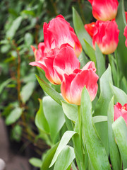 Bright colorful tulips. Spring garden. Tulip flower for postcard decoration and agriculture concept design.