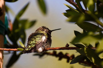 hummingbird on flower