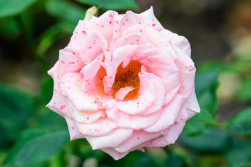 Close up of one large and delicate light pink rose in full bloom in a summer garden, in direct sunlight, with blurred green leaves in the background