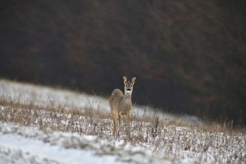 Roe deer coming out of the woods for pasture in winter snow 