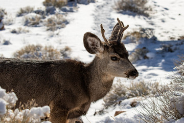 Male Kaibab deer (subspecies of mule deer) with antlers feeding during winter at Grand Canyon National Park. Snow in the background.