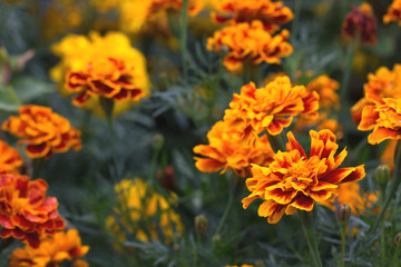 Flowers of Tagetes patula close-up. French marigold in bloom. Floral background