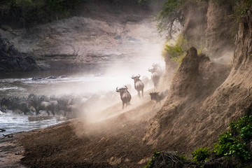 Wildebeest herd crossing the Mara River