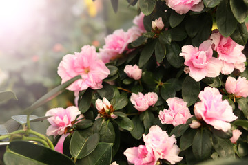 roses in a pot houseplant selected focus of sunny glare