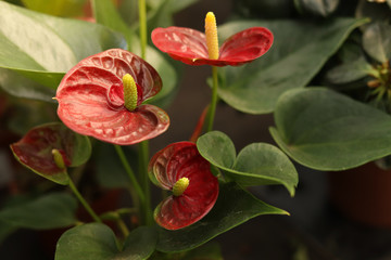 Obraz premium Room plant andreanum red flowers selected focus glare from the sun