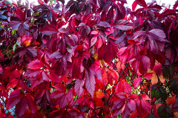Parthenocissus tricuspidata (Virginia creeper) in the garden. Shallow depth of field.