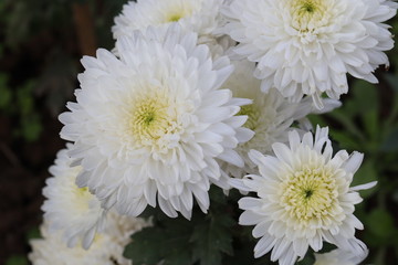 Chrysanthemum flowers bloom in autumn in the flower garden. Beautiful white chrysanthemum flowers...