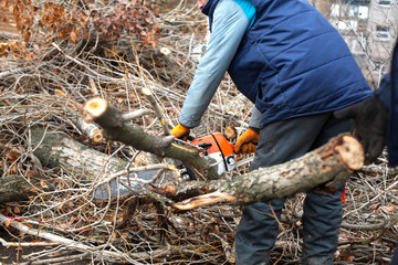 A utility worker is cutting large tree branches. Trimming tree branches interfering with power wires