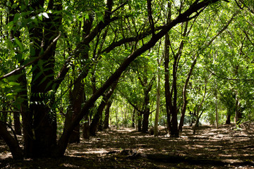 trees in the forest