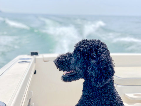 Side profile of a dog on a boat watching the water