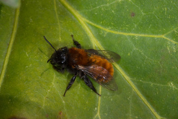 31.03.2019 DE, NRW, Leverkusen Rotpelzige Sandbiene Andrena fulva