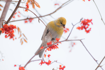Pine grosbeak (Pinicola enucleator) male bird feeding on Sorbus berries