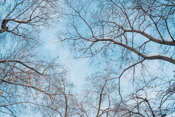 Tree branches against the sky in winter